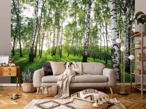 Papier Peint Panoramique XXL Forêt naturelle, bouleaux, soleil - Photo Murale Intissé - Img 2