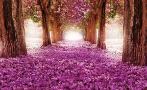 Papier Peint Panoramique XXL Nature de chemin au milieu des cerisiers en fleurs - Photo Murale Intissé - 2378