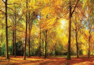 Papier Peint Panoramique XXL Nature Journée ensoleillée dans une belle forêt - Photo Murale Intissé