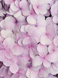 Papier peint pour salon - Orchidées roses tendres et fraîches - 3103A