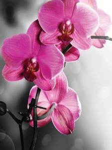Papier peint d'orchidées roses - 10155A - Img 1