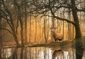 Papier Peint Panoramique XXL Nature cerfs dans la forêt - Photo Murale Intissé