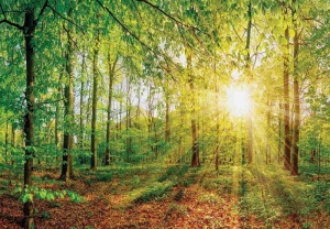 Papier Peint Panoramique XXL Nature Rayons de soleil à travers la forêt verte - Photo Murale Intissé