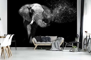 Image en noir et blanc - L'éléphant d'Afrique - 11769 - Img 2