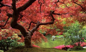 Papier Peint Panoramique XXL Nature Arbre d'automne dans un jardin de lac - Photo Murale Intissé