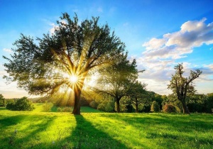 Papier Peint Panoramique XXL Nature Arbre dans un jardin d'été - Photo Murale Intissé