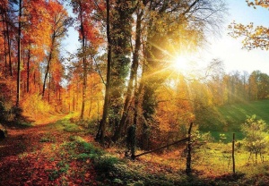 Papier Peint Panoramique XXL Nature Forêt d'automne colorée au lever du soleil - Photo Murale Intissé