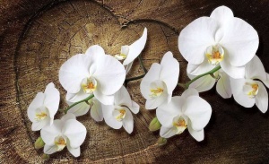 Papier Peint Photo Murale XXL Fleurs Message d'amour avec des orchidées - Intissé