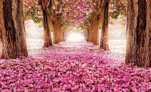 Papier Peint Panoramique XXL Nature Allée des fleurs - Photo Murale Intissé