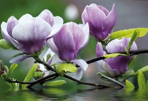 Papier Peint Photo Murale XXL Fleurs zen - Brindilles fleuries - Intissé