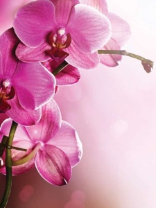 Poster - Orchidées roses - 1033A