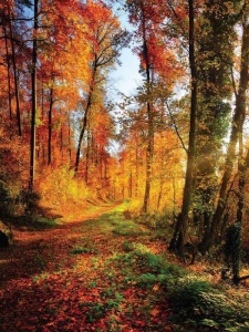 Papier peint - Chemin forestier aux couleurs d'automne - 12108A - Img 1