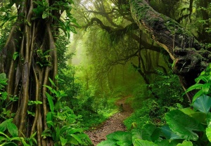 Papier peint Photo Murale Forêt naturelle, jungle verte - 14565