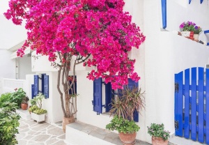 Papier Peint Photo Murale XXL Villes Rue Arbre Fleurs- 14201