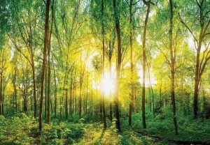 Papier peint de soleil du matin dans la forêt - 13461 - Img 1