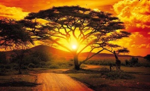 Papier Peint Panoramique XXL Coucher de soleil dans la savane, la nature de l'Afrique - Photo Murale Intissé
