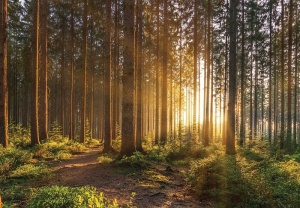Papier Peint Panoramique XXL Nature Forêt naturelle, arbres printaniers, soleil - Photo Murale Intissé