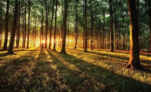 Papier Peint Panoramique XXL Nature Rayons de soleil traversant la forêt - Photo Murale Intissé