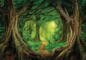 Papier peint Photo Mural Foret - 13852