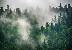 Papier peint Photo Murale Forêt dans le brouillard - 14566