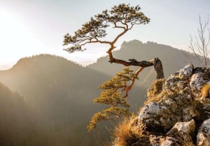 Papier Peint Panoramique XXL Nature Arbre solitaire, paysage de montagne en arrière-plan - Photo Murale Intissé - 10511