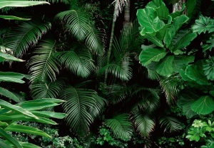 Papier Peint Panoramique XXL Nature Feuilles de la forêt tropicale - Photo Murale Intissé