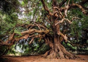 Papier Peint Panoramique XXL Nature Vieil arbre magique - Photo Murale Intissé
