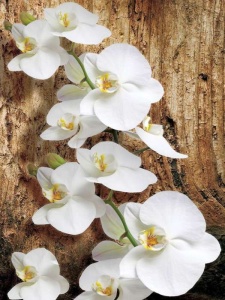 Papier peint d'orchidées blanches - 1017A - Img 1