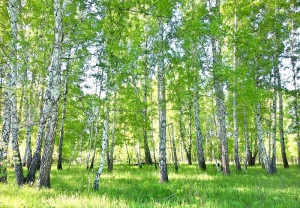 Papier Peint Panoramique XXL Forêt naturelle, arbres verts de bouleaux - Photo Murale Intissé