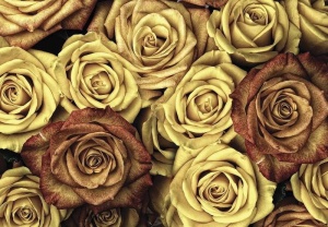 Papier Peint Photo Murale XXL Fleurs roses effet fané - Intissé