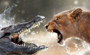 Papier peint - Animaux en action, Crocodile versus Lionne - 3643 - Img 1