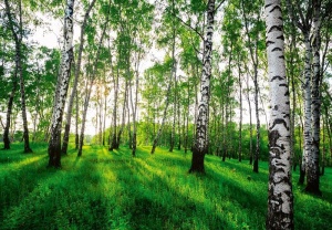 Papier Peint Panoramique XXL Forêt naturelle, bouleaux, soleil - Photo Murale Intissé
