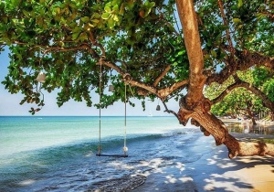 Papier Peint Panoramique XXL Mer Berceau sur un arbre de plage - Photo Murale Intissé