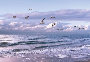 Papier peint Photo Murale Mer - mouettes sur une plage solitaire - 13051