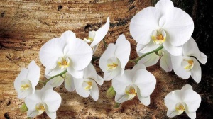 Papier Peint Photo Murale XXL Fleurs d'orchidées blanches - Intissé