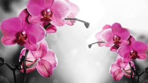 Papier Peint Photo Murale XXL relaxant - Brindilles fleuries orchidées - Intissé
