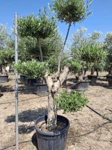 MASLIN BONSAI, OLIVO PLATO 90L