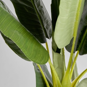 PLATA ORNAMENTALA, BANANERO 220CM, REF. 22683, CONFECTIONAT DIN POLIETILENA, VICAL , STIL MODERN - Img 3