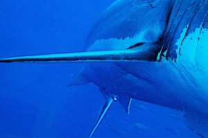 TABLOU DECORATIV SHARK 37414 - Img 3