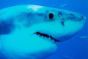 TABLOU DECORATIV SHARK 37414 - Img 2