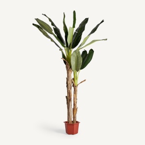 PLATA ORNAMENTALA, BANANERO 220CM, REF. 22683, CONFECTIONAT DIN POLIETILENA, VICAL , STIL MODERN - Img 2