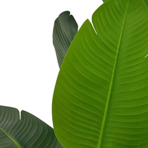 Plantă artificială Strelitzia 160 cm - Pasărea Paradisului - cu 10 frunze verzi cu detalii realiste, pentru interior, în ghiveci negru