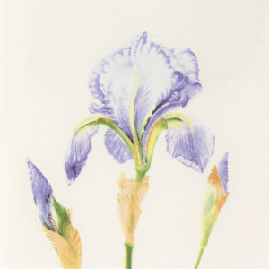 Umidificator calorifer iris cu agatatoare 20x8x3cm - Img 2