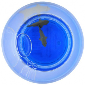 Pahar cu figurine plutitoare, albastru, model cu rechini, 250ml