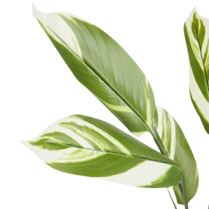 Plantă artificială Calathea 118 cm, cu frunze verzi variegate, aspect realist, pentru interior, ghiveci negru inclus