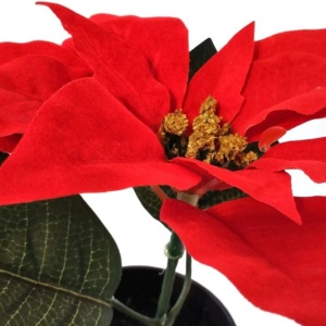 Plantă artificială Crăciuniță 20 cm, cu petale roșii textile cu textura catifelată și frunze verzi, în ghiveci negru