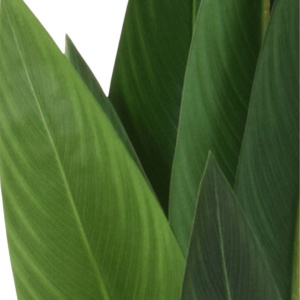 Plantă artificială Strelizia 110 cm, cu frunze verzi, lungi și ascuțite, cu detalii realiste, pentru interior, ghiveci negru inclus