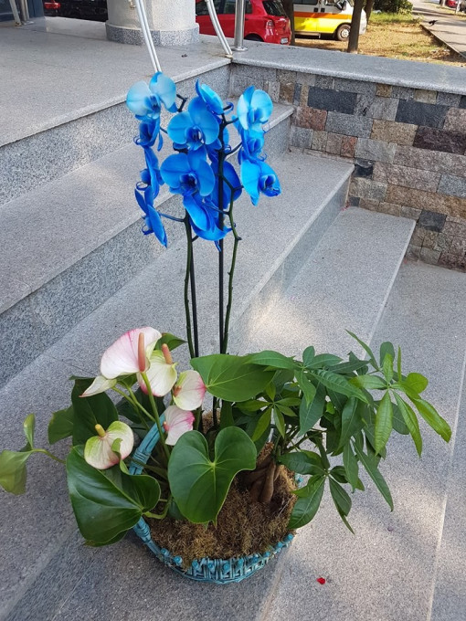 Aranjament cu orhidee si anthurium la ghiveci