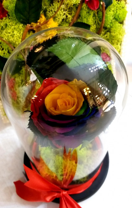 Trandafir criogenat multicolor in cupola