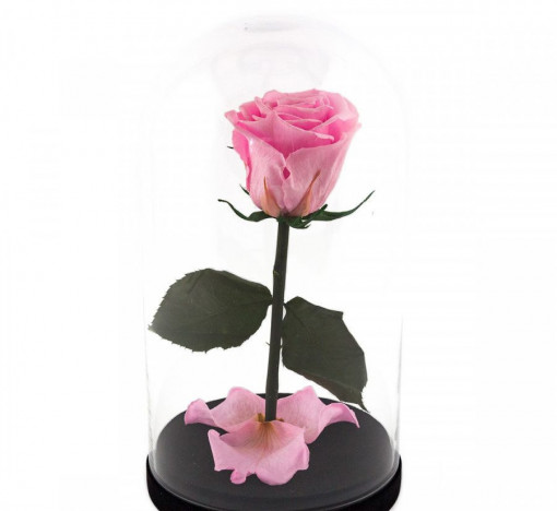 Cupola cu trandafir criogenat roz intens